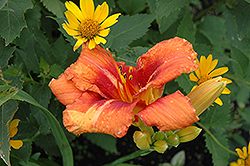 Tigger Daylily (Hemerocallis 'Tigger') at Lakeshore Garden Centres
