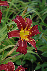 Navigator Daylily (Hemerocallis 'Navigator') at Lakeshore Garden Centres