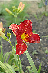 Sherwood Chief Daylily (Hemerocallis 'Sherwood Chief') at Lakeshore Garden Centres
