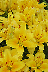 Pisa Lily (Lilium 'Pisa') at Lakeshore Garden Centres