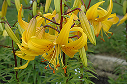Alex 2 Lily (Lilium 'Alex 2') at Lakeshore Garden Centres