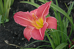 Anne Kelly Daylily (Hemerocallis 'Anne Kelly') at Lakeshore Garden Centres