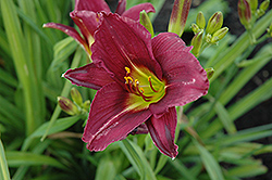 Baby Darling Daylily (Hemerocallis 'Baby Darling') at Lakeshore Garden Centres