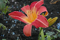Wide Wide World Daylily (Hemerocallis 'Wide Wide World') at Lakeshore Garden Centres
