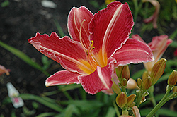 Cherry Lace Daylily (Hemerocallis 'Cherry Lace') at Lakeshore Garden Centres