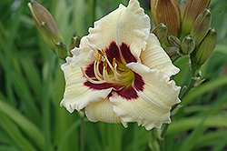 Siloam Ury Winniford Daylily (Hemerocallis 'Siloam Ury Winniford') at Lakeshore Garden Centres