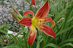 Long Stocking Daylily (Hemerocallis 'Long Stocking') at Lakeshore Garden Centres
