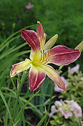 Helter Skelter Daylily (Hemerocallis 'Helter Skelter') at Lakeshore Garden Centres
