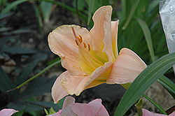 Ming Porcelain Daylily (Hemerocallis 'Ming Porcelain') at Lakeshore Garden Centres