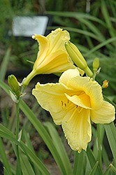 Irish Elf Daylily (Hemerocallis 'Irish Elf') at Lakeshore Garden Centres