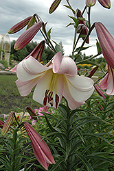 Easter Morn Lily (Lilium 'Easter Morn') at Lakeshore Garden Centres