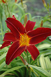 Indian Love Call Daylily (Hemerocallis 'Indian Love Call') at Lakeshore Garden Centres