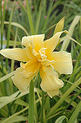 Floral Pattern Daylily (Hemerocallis 'Floral Pattern') at Lakeshore Garden Centres