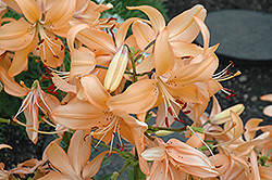 Lisa's Peach Lily (Lilium 'Lisa's Peach') at Lakeshore Garden Centres