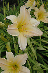 Satin Glass Daylily (Hemerocallis 'Satin Glass') at Lakeshore Garden Centres