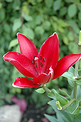 Fangio Lily (Lilium 'Fangio') at Lakeshore Garden Centres
