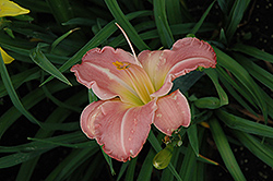 Taking Care Of Business Daylily (Hemerocallis 'Taking Care Of Business') at Lakeshore Garden Centres