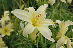 Sunrise Serenade Daylily (Hemerocallis 'Sunrise Serenade') at Lakeshore Garden Centres