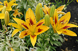 Willowwood Lily (Lilium 'Willowwood') at Lakeshore Garden Centres