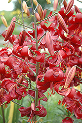 Red Velvet Lily (Lilium 'Red Velvet') at Lakeshore Garden Centres