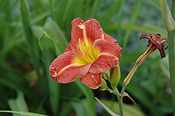 Wild Enchantress Daylily (Hemerocallis 'Wild Enchantress') at Lakeshore Garden Centres