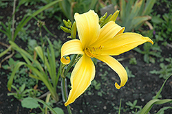 Carolicolossal Daylily (Hemerocallis 'Carolicolossal') at Lakeshore Garden Centres