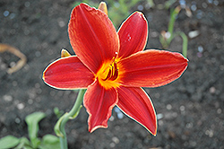 Skippy Daylily (Hemerocallis 'Skippy') at Lakeshore Garden Centres