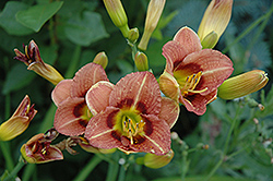 Thousand Hills Daylily (Hemerocallis 'Thousand Hills') at Lakeshore Garden Centres