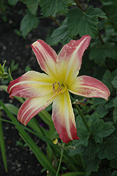 Geraldine Dean Daylily (Hemerocallis 'Geraldine Dean') at Lakeshore Garden Centres