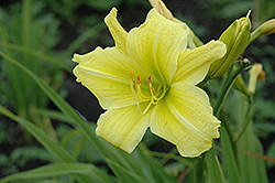 Mint Green Daylily (Hemerocallis 'Mint Green') at Lakeshore Garden Centres