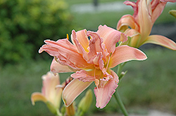 Double Pom Pom Daylily (Hemerocallis 'Double Pom Pom') at Lakeshore Garden Centres
