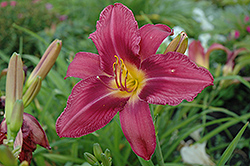 Russian Rhaspsody Daylily (Hemerocallis 'Russian Rhapsody') at Lakeshore Garden Centres