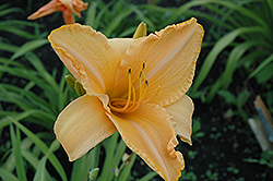 Ruffled Apricot Daylily (Hemerocallis 'Ruffled Apricot') at Lakeshore Garden Centres