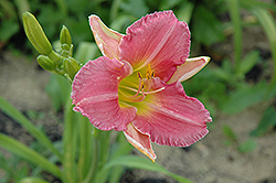 Carey Quinn Daylily (Hemerocallis 'Carey Quinn') at Lakeshore Garden Centres