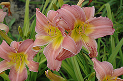 Trula Daylily (Hemerocallis 'Trula') at Lakeshore Garden Centres