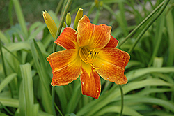 Bright Spangles Daylily (Hemerocallis 'Bright Spangles') at Lakeshore Garden Centres