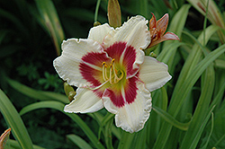 Todd Monroe Daylily (Hemerocallis 'Todd Monroe') at Lakeshore Garden Centres
