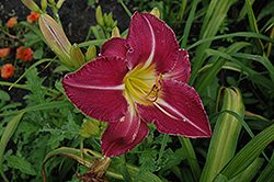 You Devil Daylily (Hemerocallis 'You Devil') at Lakeshore Garden Centres