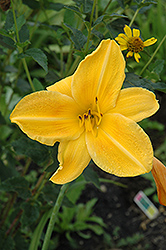 Encore Daylily (Hemerocallis 'Encore') at Lakeshore Garden Centres