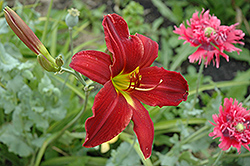 Wild Wine Daylily (Hemerocallis 'Wild Wine') at Lakeshore Garden Centres