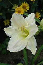 Pale Moon Rising Daylily (Hemerocallis 'Pale Moon Rising') at Lakeshore Garden Centres