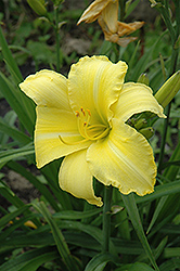 Moon Shiner Daylily (Hemerocallis 'Moon Shiner') at Lakeshore Garden Centres