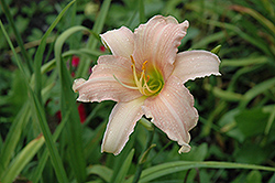 Orphan Daylily (Hemerocallis 'Orphan') at Lakeshore Garden Centres