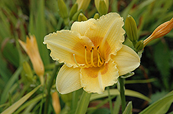 Thebuletta Daylily (Hemerocallis 'Thebuletta') at Lakeshore Garden Centres