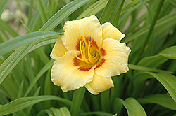 Wild Eyes Daylily (Hemerocallis 'Wild Eyes') at Lakeshore Garden Centres