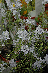 Heavenly Blue Creeping Speedwell (Veronica prostrata 'Heavenly Blue') at Lakeshore Garden Centres