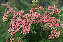 Gloria Jean Yarrow (Achillea millefolium 'Gloria Jean') at Lakeshore Garden Centres