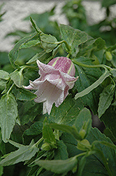Pantaloons Bellflower (Campanula punctata 'Pantaloons') at Lakeshore Garden Centres
