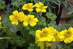 Dwarf Globeflower (Trollius pumilus) at Lakeshore Garden Centres