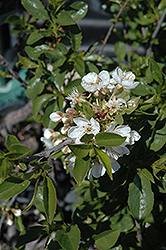 Romeo Cherry (Prunus 'Romeo') at Golden Acre Home & Garden